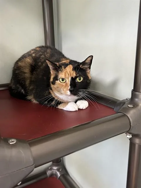 An adult medium-sized female Domestic Short Hair cat named Peaches for adoption in Westminster, MD