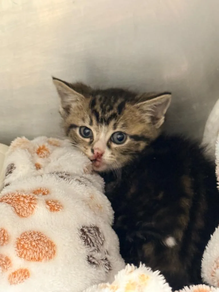 A baby medium-sized female Domestic Short Hair cat named Briar for adoption in North Vernon, IN