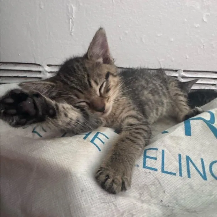 A baby small-sized male Brown / Chocolate Domestic Short Hair cat named Bart for adoption in Long Island City, NY