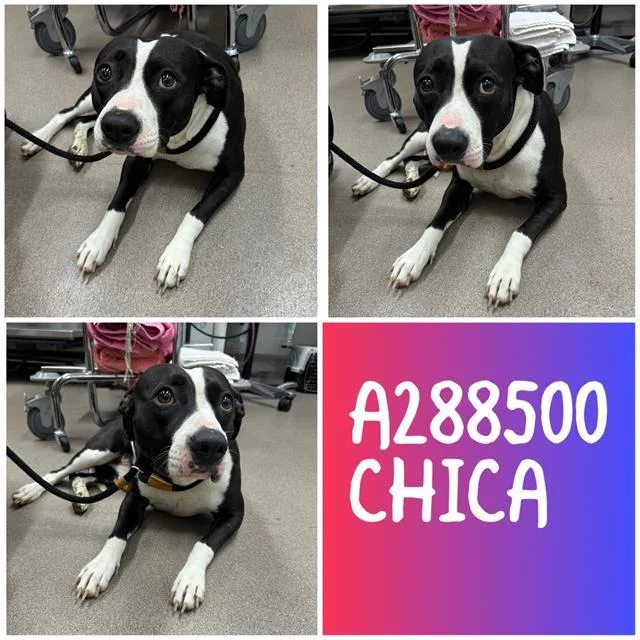 Chica