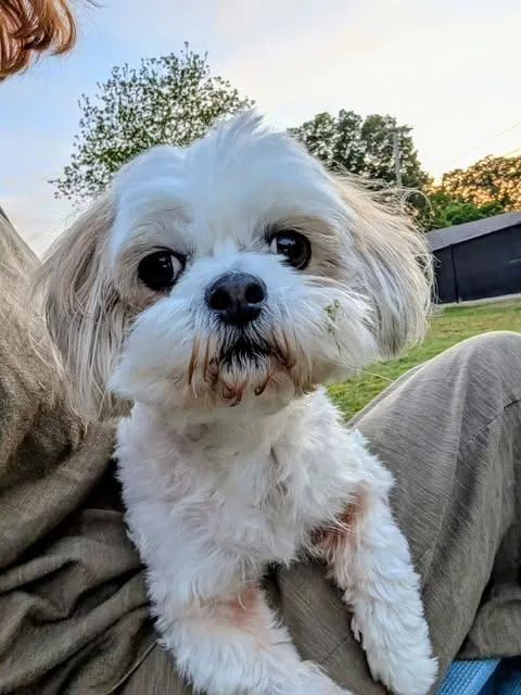 Archie