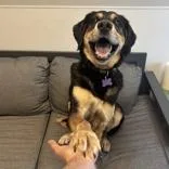 A senior medium-sized male Yellow / Tan / Blond / Fawn Mixed Breed dog named Haybale for adoption in Lansing, MI