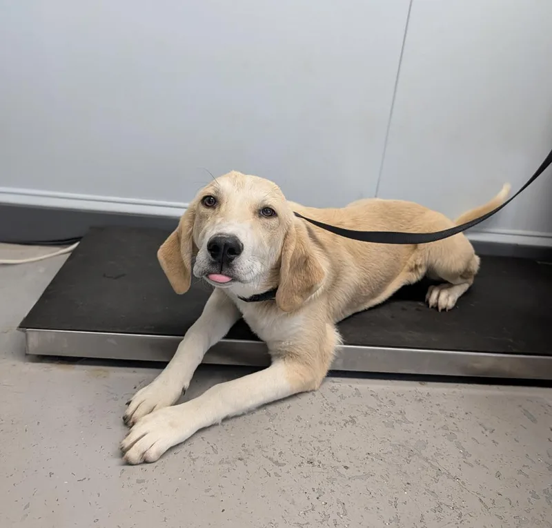 A young medium-sized female White / Cream Labrador Retriever dog named Butter for adoption in Okmulgee, OK