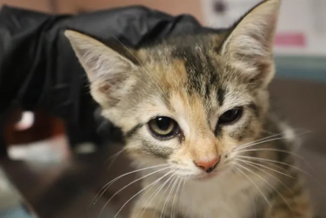 A baby small-sized female Domestic Short Hair cat named Leah for adoption in Columbia, SC