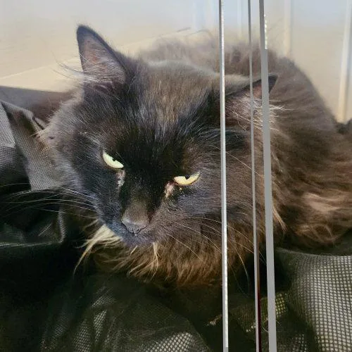 Artemis