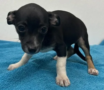 A young small-sized female Chihuahua dog named Betsy for adoption in Phoenix, AZ