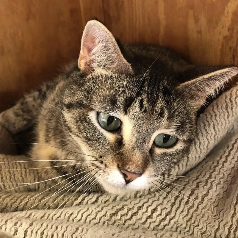 An adult medium-sized female Torbie Domestic Short Hair cat named Almond for adoption in Freeport, FL