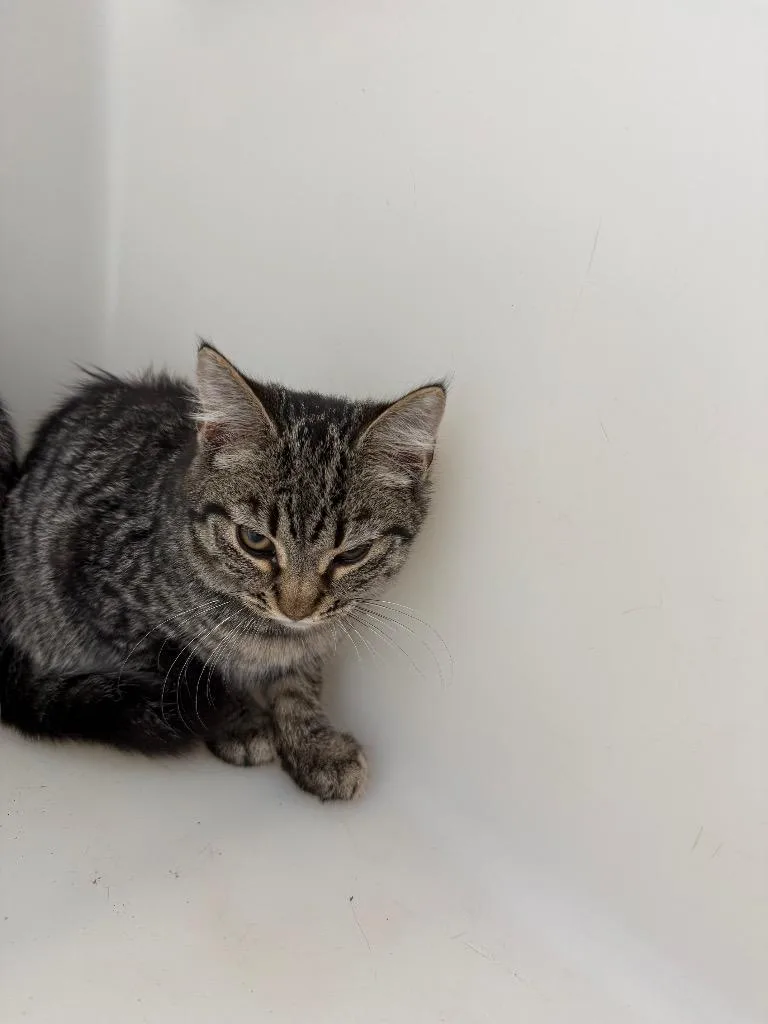 A baby medium-sized female Domestic Short Hair cat named Saylor for adoption in Columbia, TN