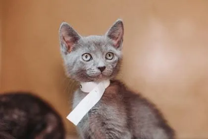 A baby small-sized male Domestic Short Hair cat named A Churro Petsmart James for adoption in North Charleston, SC