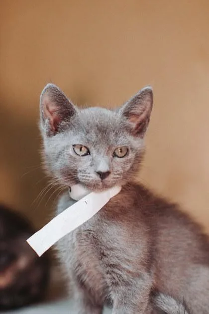 A Churro Petsmart James thumbnail 2