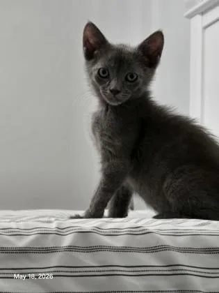 A Churro Petsmart James thumbnail 3