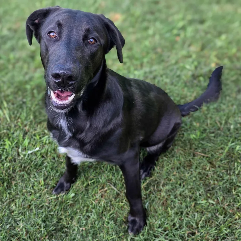 A young large-sized male Black Labrador Retriever dog named Odie for adoption in Gainesville, TX