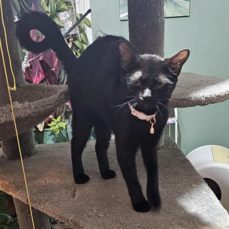 A young medium-sized female Domestic Short Hair cat named Dory for adoption in Logan, OH