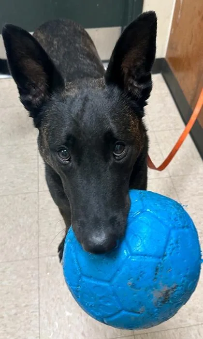 An adult large-sized male Dutch Shepherd dog named Jaeger for adoption in Burlington, WA