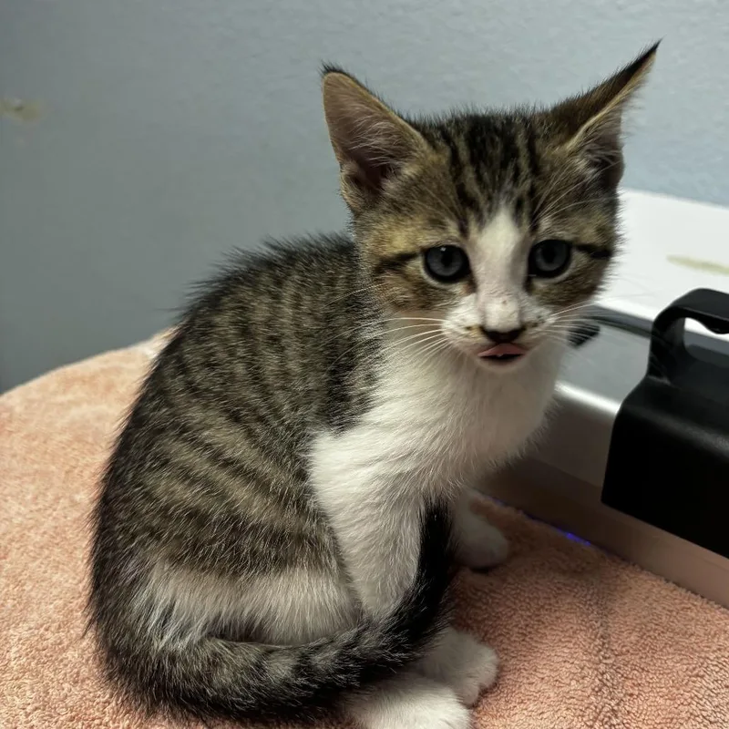 A baby small-sized male Brown / Chocolate Domestic Short Hair cat named Cheesy Gordita for adoption in Riverside, CA