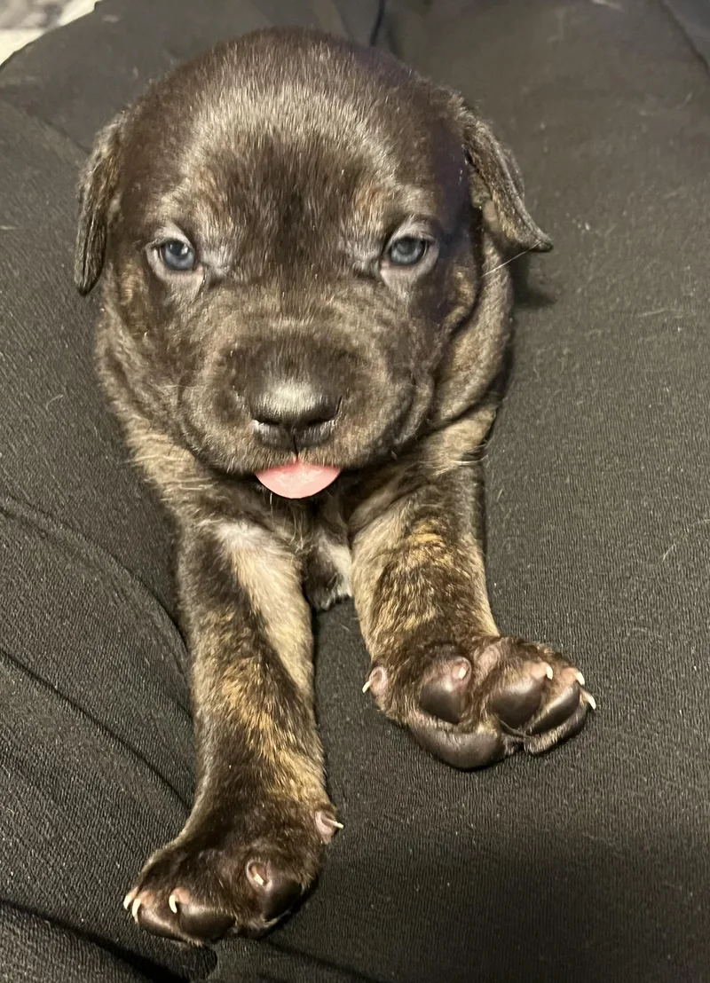 A baby large-sized female Cane Corso dog named Bella for adoption in Youngstown, OH