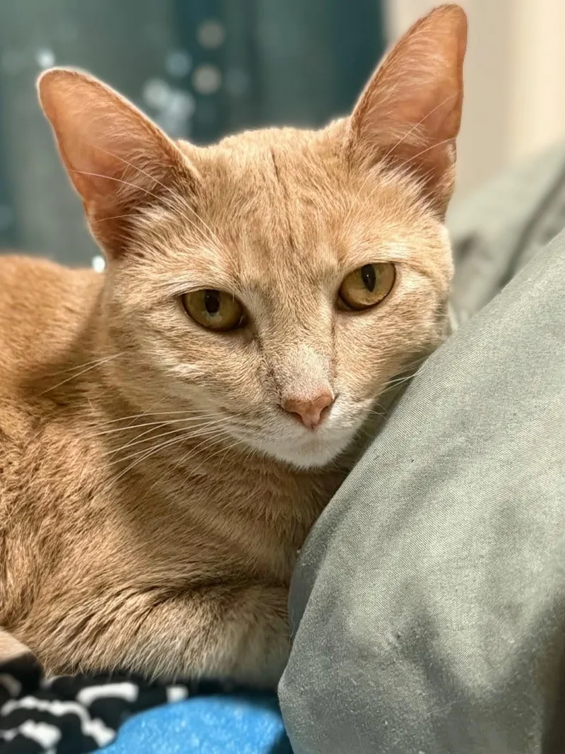 An adult medium-sized female Tabby (Orange / Red) Domestic Short Hair cat named Ava for adoption in Johnsburg, IL