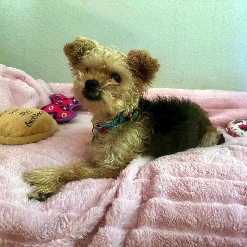 A young small-sized female Apricot / Beige Yorkshire Terrier dog named Phyllis for adoption in High Ridge, MO