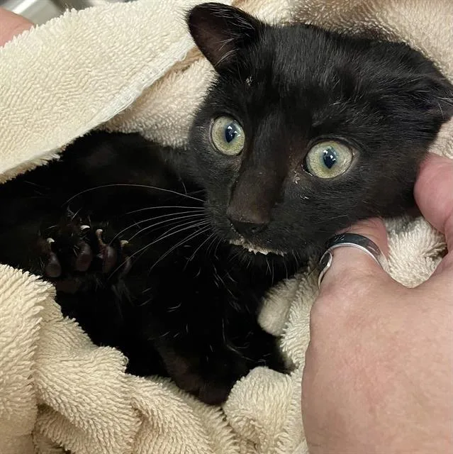 A baby medium-sized male Black & White / Tuxedo Domestic Short Hair cat named Feta for adoption in Clyde, NC