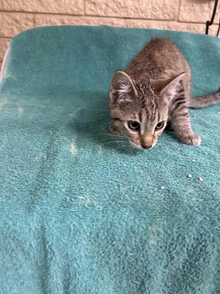 A baby small-sized male Domestic Short Hair cat named Chatter for adoption in Rocky Mount, NC