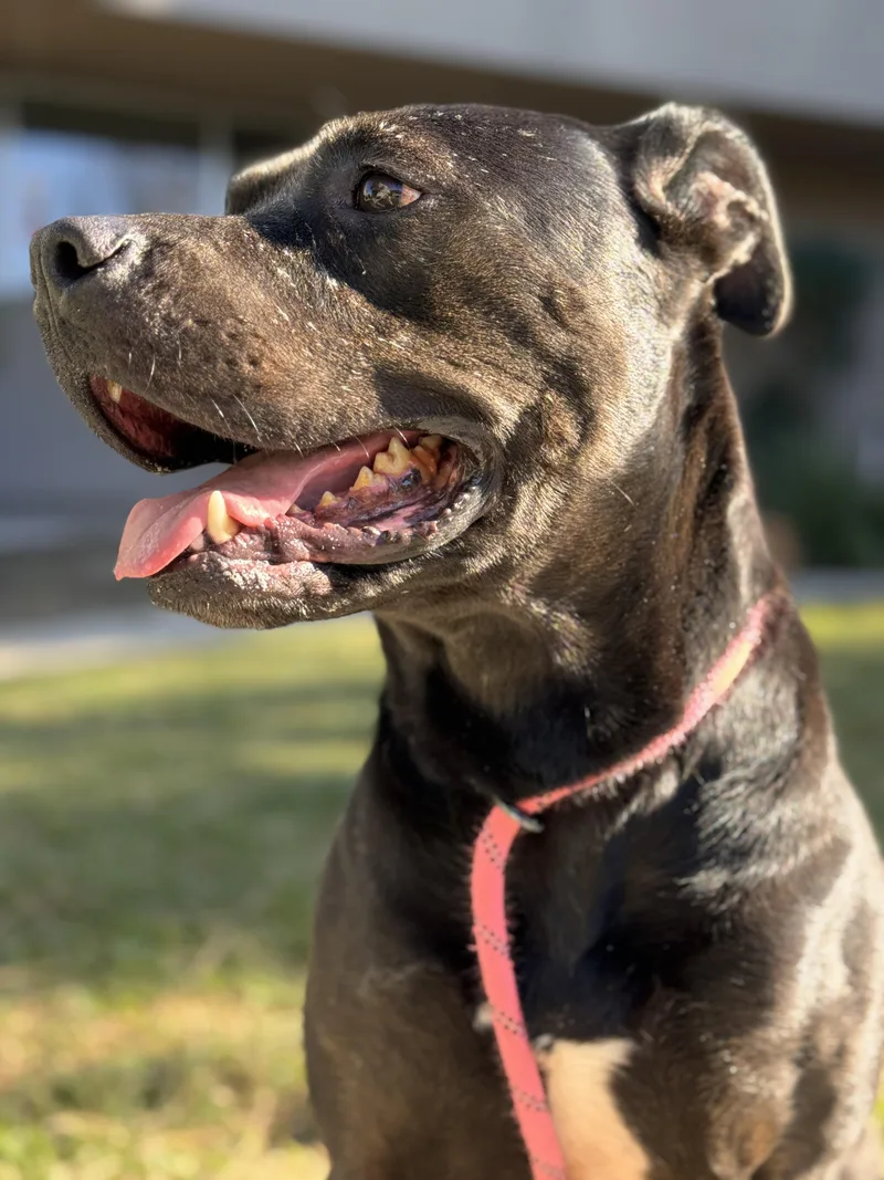 Rosie
