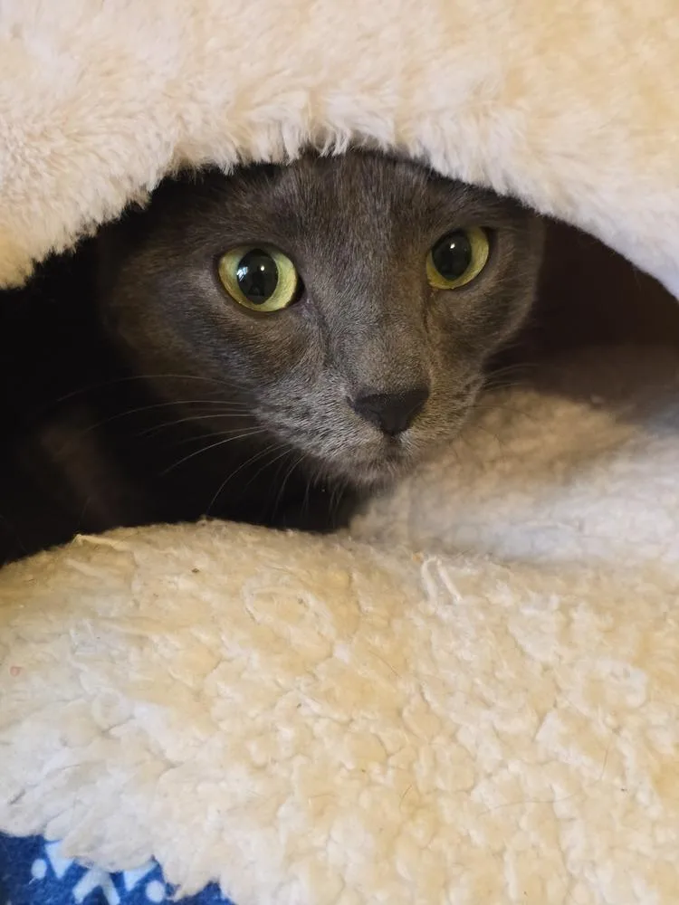 Gracie