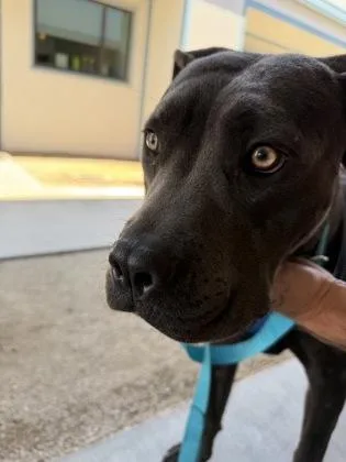 An adult large-sized female Cane Corso dog named Vanellope for adoption in Fresno, CA