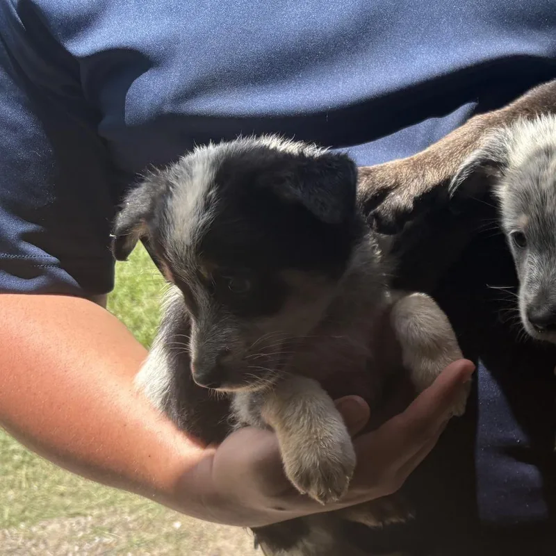 A baby medium-sized male Black Mixed Breed dog named Leo for adoption in Austin, TX
