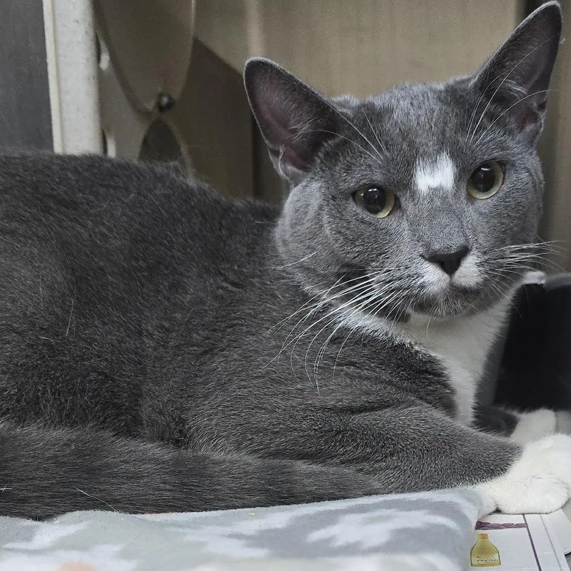 An adult small-sized male Gray / Blue / Silver Domestic Short Hair cat named Noble for adoption in Yanceyville, NC