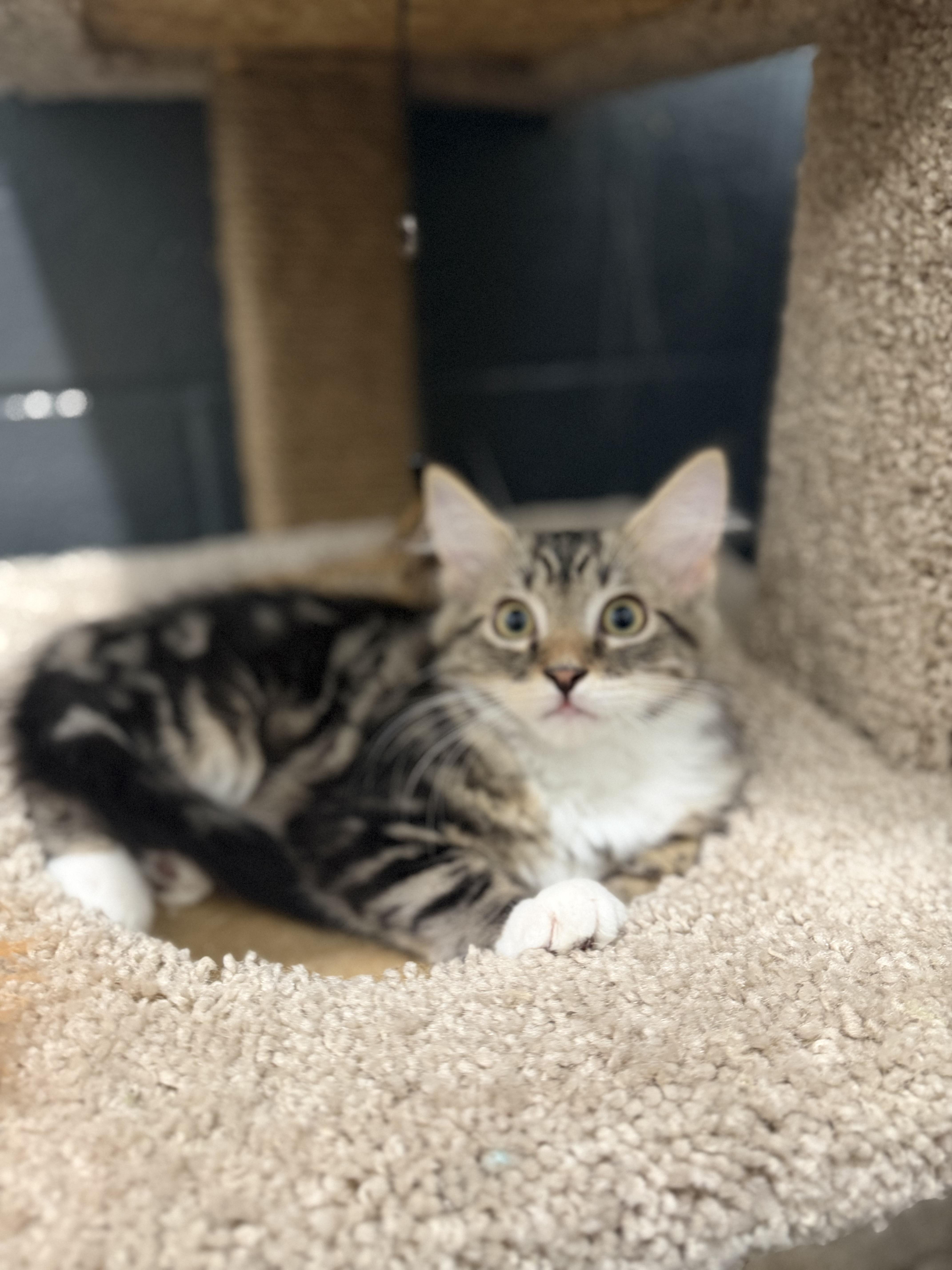 A young medium-sized male Tabby (Buff / Tan / Fawn) Domestic Long Hair cat named Mackerel for adoption in Medford, NJ