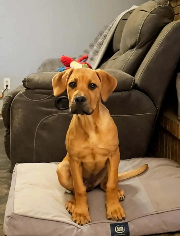 A baby large-sized female Brown / Chocolate Hound dog named Patricia for adoption in Wolcott, CT