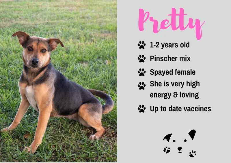 An adult medium-sized female Tricolor (Brown, Black, & White) German Pinscher dog named Pretty for adoption in Junction City, KS