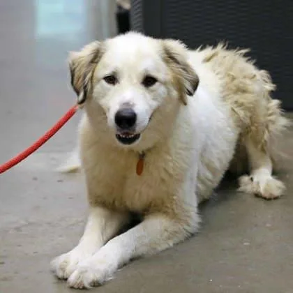 An adult large-sized female White / Cream Great Pyrenees dog named Greer for adoption in Atlanta, GA