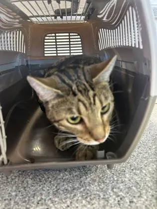 An adult large-sized male Domestic Short Hair cat named Simba for adoption in West Chester, PA