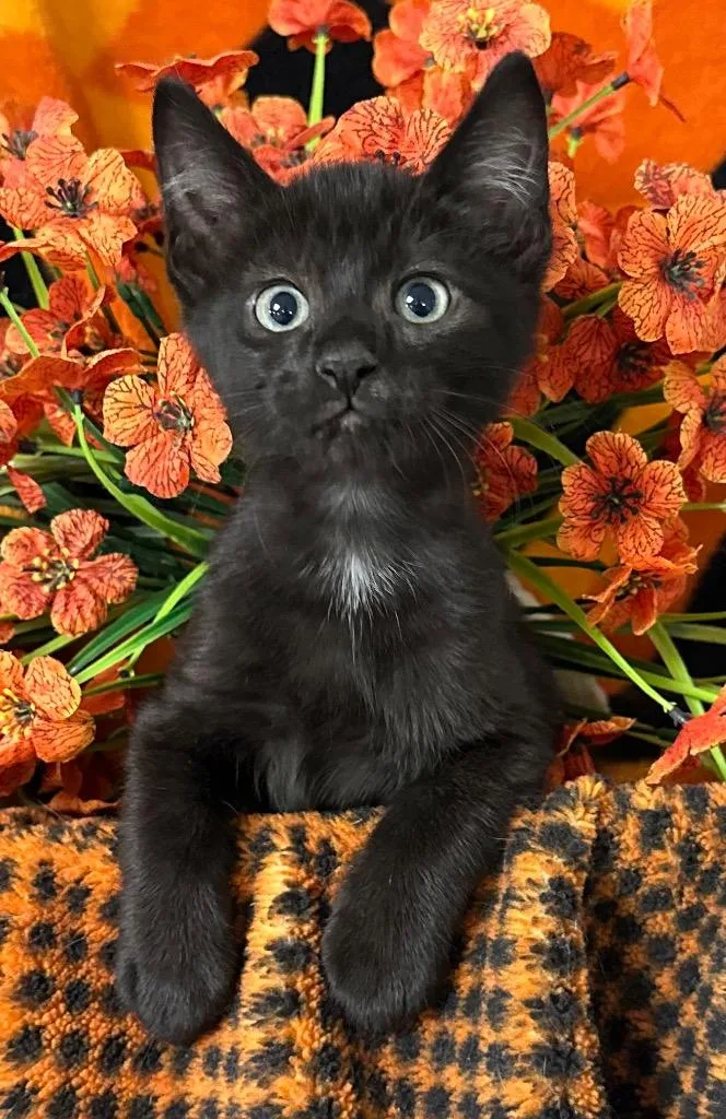 Mr. Meowgi