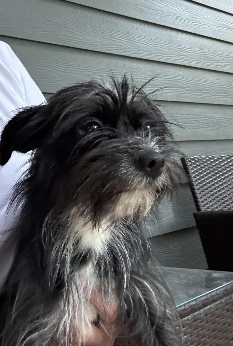A young small-sized female Black Yorkshire Terrier dog named Bella for adoption in Rowlett, TX