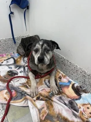 An adult medium-sized female Mixed Breed dog named Tiya for adoption in Atlanta, GA