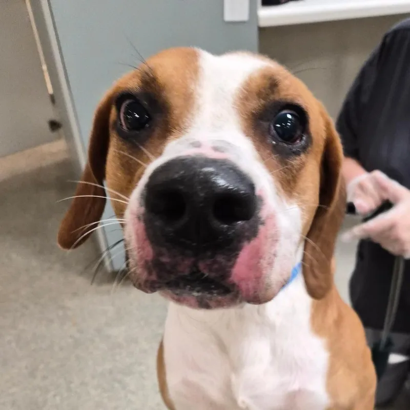 An adult large-sized male Brown / Chocolate Mixed Breed dog named Jumbo Shrimp for adoption in Jacksonville, FL
