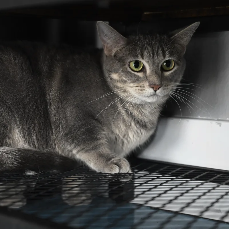 A young large-sized female Dilute Tortoiseshell Domestic Short Hair cat named Amelia for adoption in Liverpool, TX