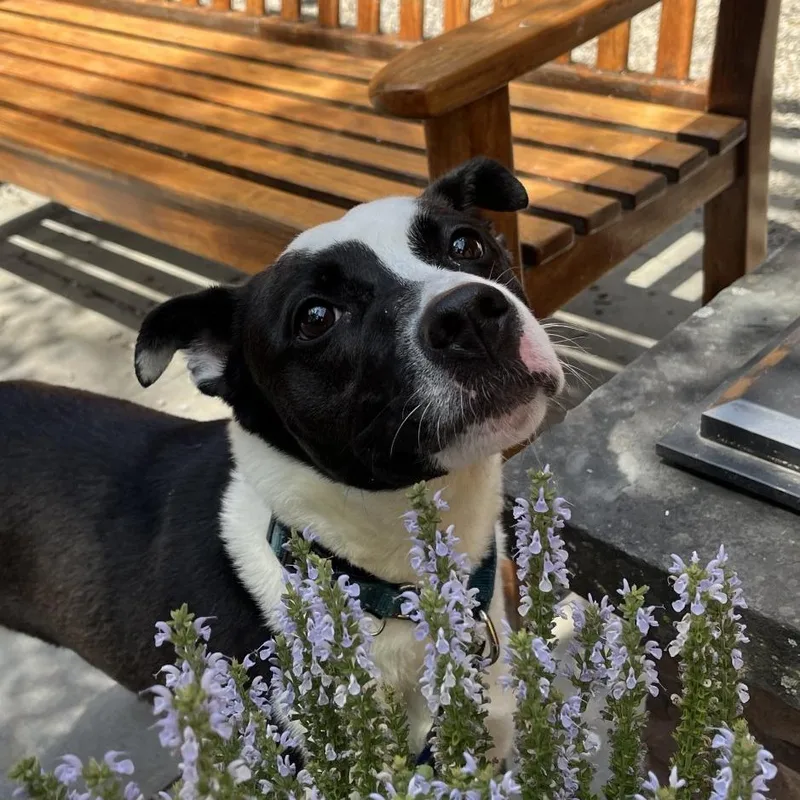 An adult medium-sized female Black Mixed Breed dog named Mia for adoption in Fairport, NY