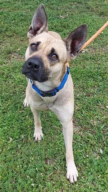 An adult large-sized female German Shepherd Dog dog named Fawn for adoption in Fort Lauderdale, FL