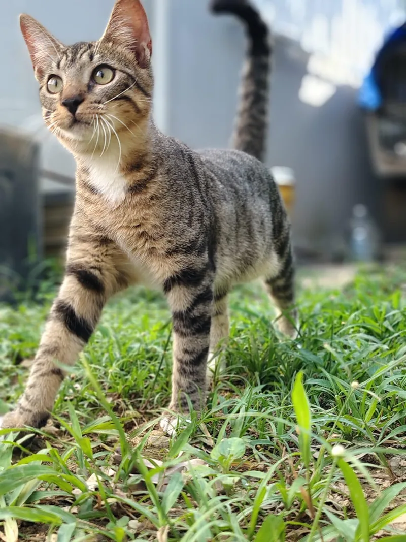 A baby medium-sized male Domestic Short Hair cat named Thor for adoption in Franklin, MA