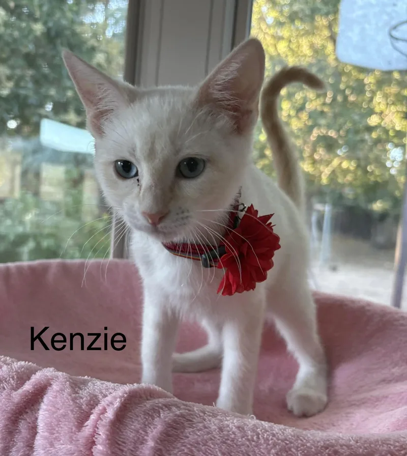 A baby medium-sized female Flame Point Siamese cat named Kenzie for adoption in Oakley, CA