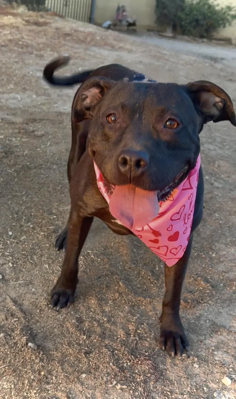 Lumi Sweet Labrador Staffordshire thumbnail 2