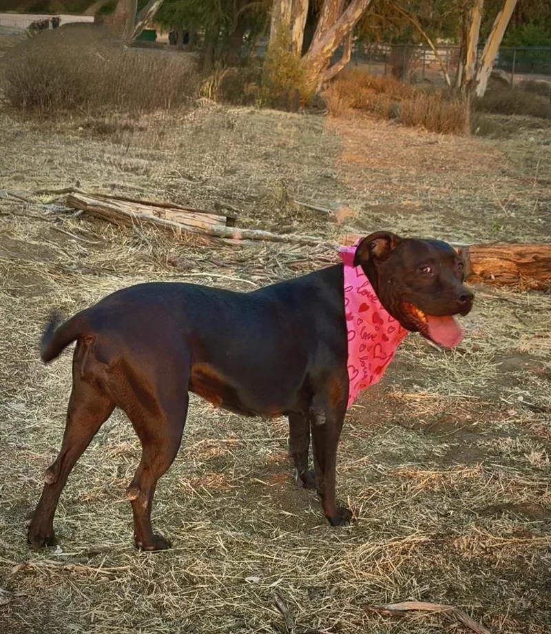 Lumi Sweet Labrador Staffordshire thumbnail 3