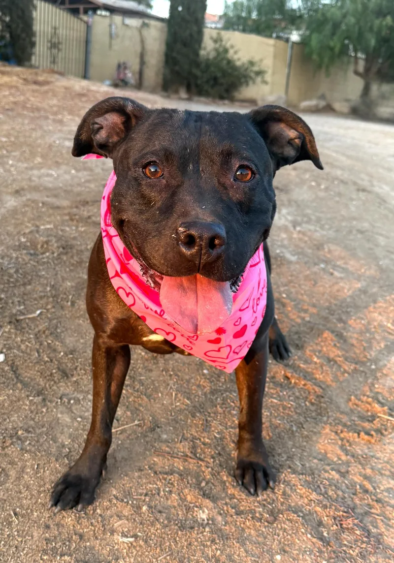 Lumi Sweet Labrador Staffordshire thumbnail 4