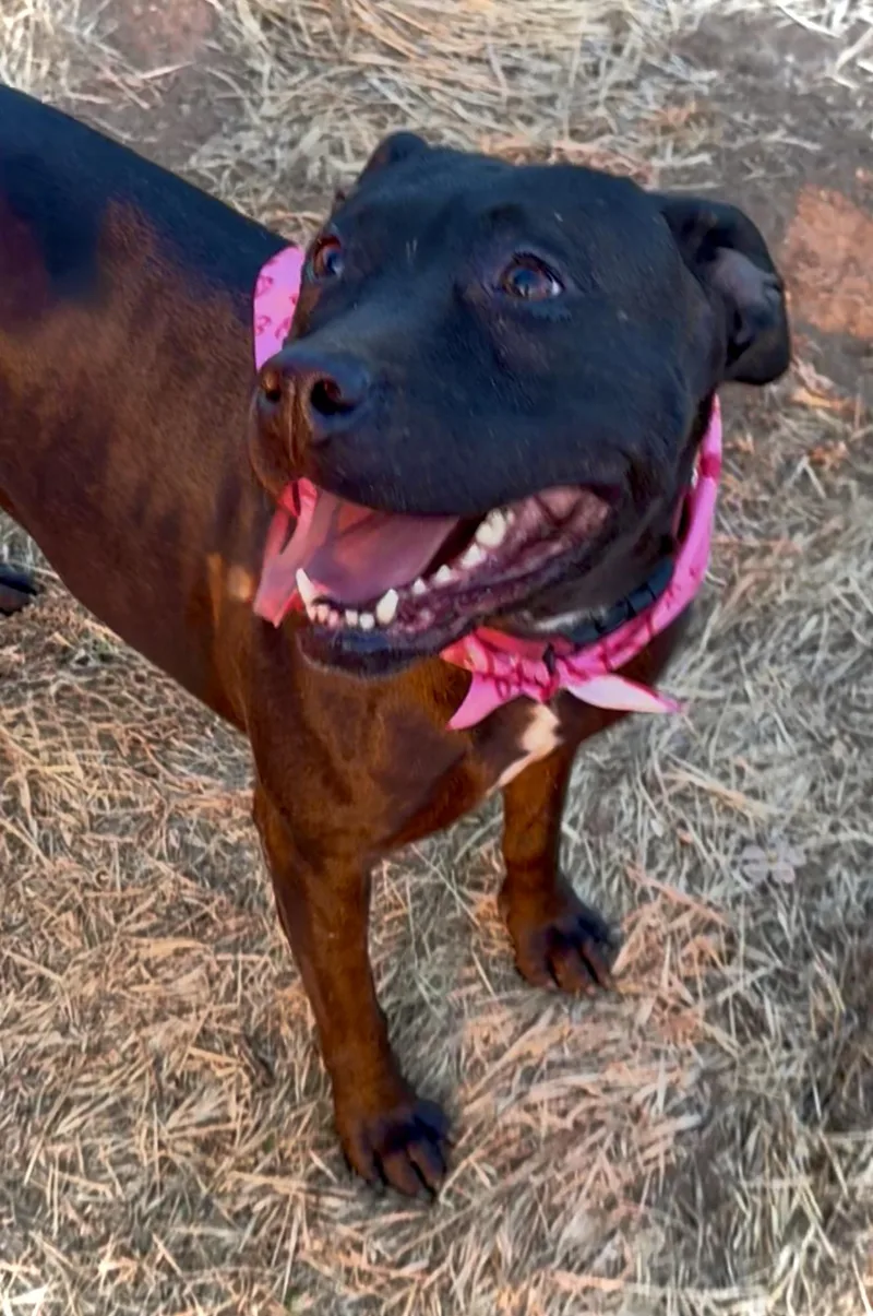 Lumi Sweet Labrador Staffordshire thumbnail 5