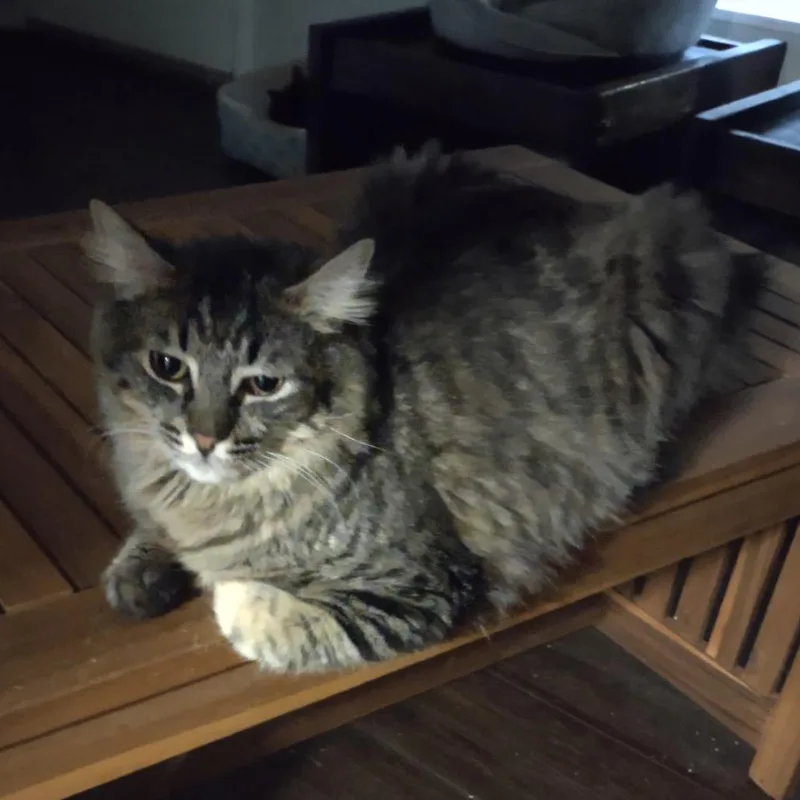An adult small-sized male American Shorthair cat named Buster for adoption in Garden Grove, CA