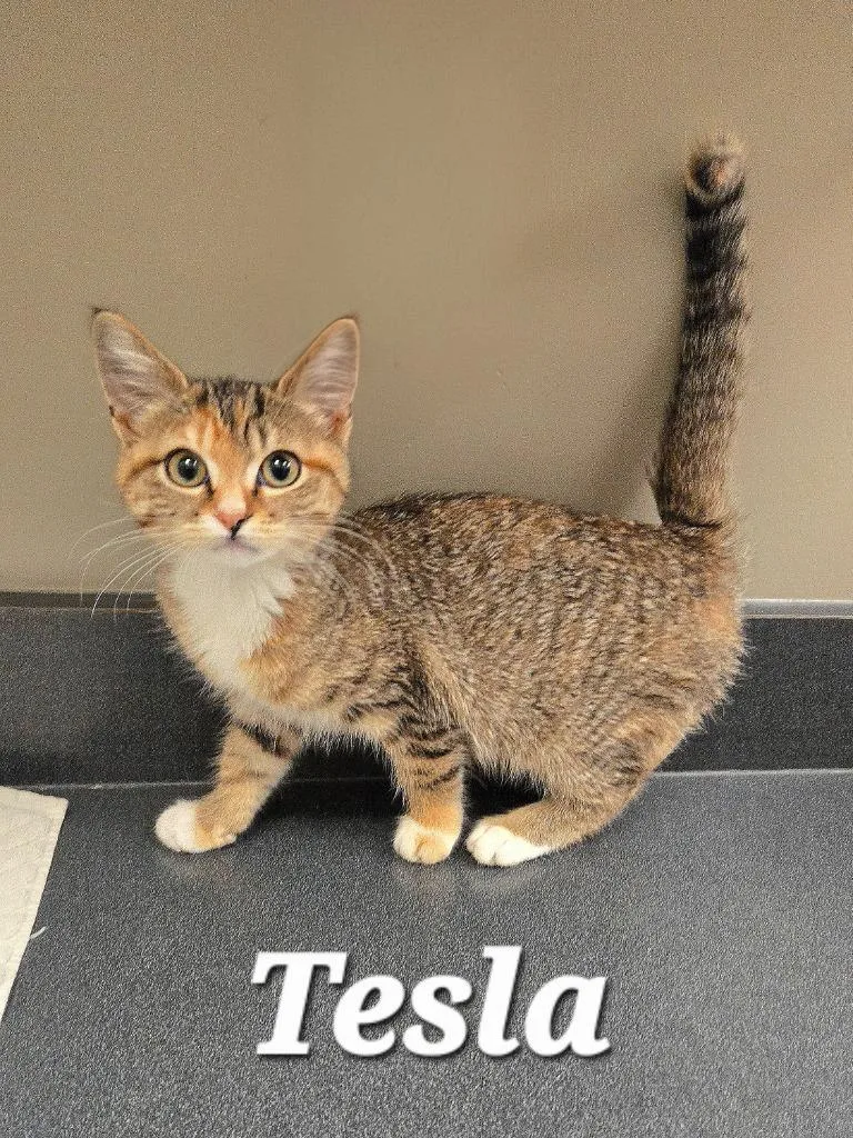 A baby small-sized female Domestic Short Hair cat named Tesla for adoption in Sidney, OH