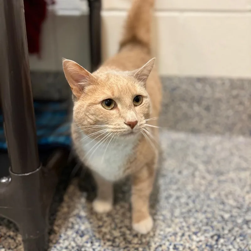Sammy